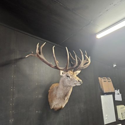 Real Guns Locals Range Mounted Deer.